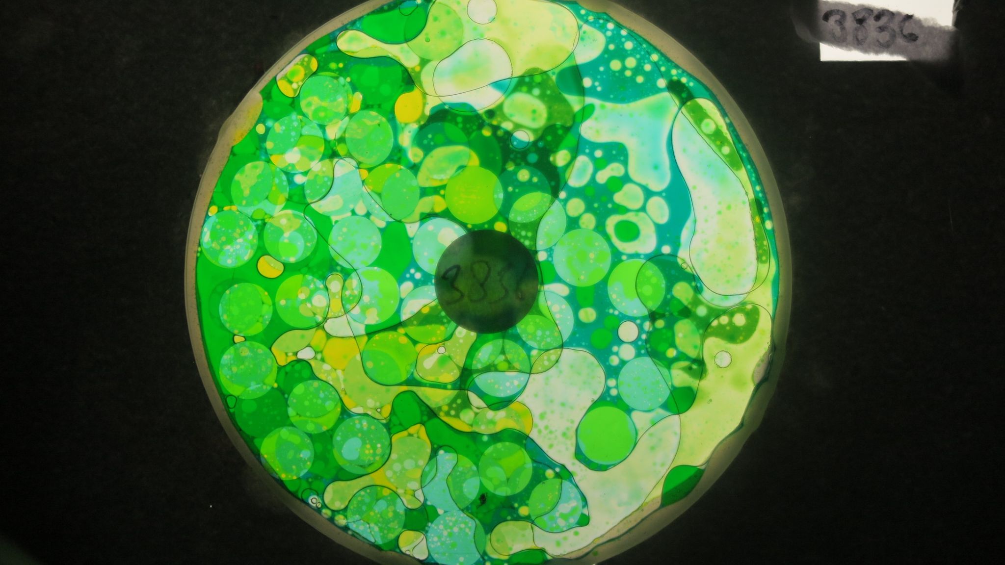 BV3836 bubble vision oil wheel